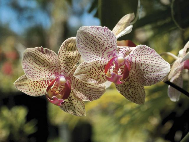 Orchidée