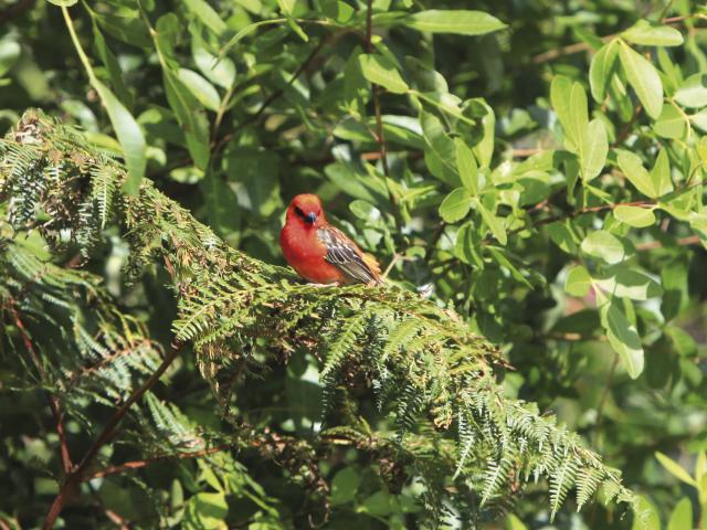 fauneterrestre04cardinalrouge-creditirt-emmanuelvirin.jpg