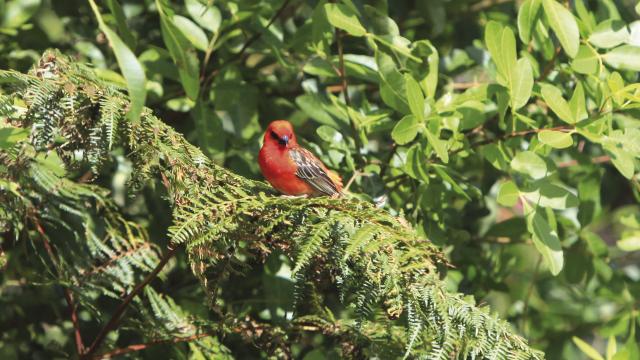 fauneterrestre04cardinalrouge-creditirt-emmanuelvirin_1.jpg