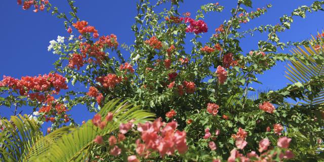 fleurs24_bougainvilliers_-_credit_irt_-_emmanuel_virin.jpg