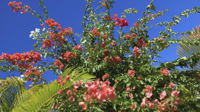 fleurs24_bougainvilliers_-_credit_irt_-_emmanuel_virin.jpg