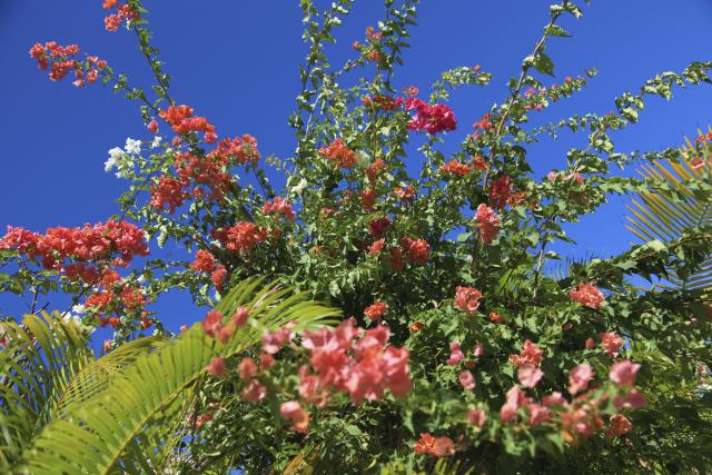 fleurs24_bougainvilliers_-_credit_irt_-_emmanuel_virin.jpg