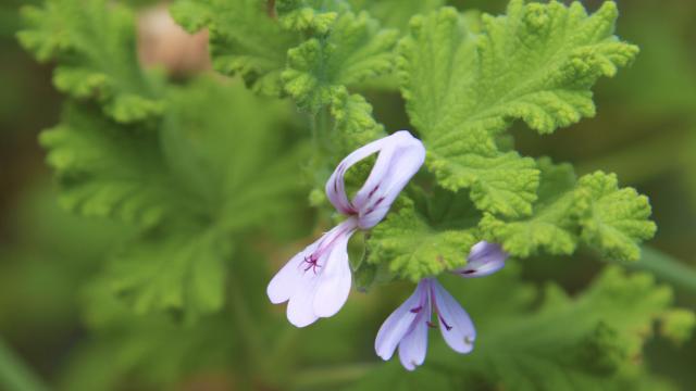 fleurs39geranium-creditirt-emmanuelvirin.jpg