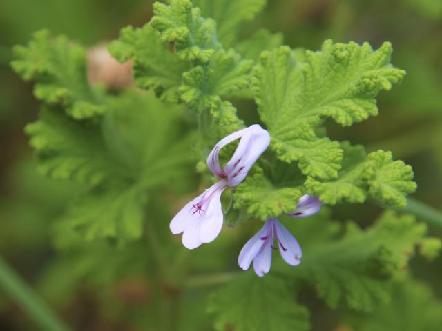 fleurs39geranium-creditirt-emmanuelvirin.jpg