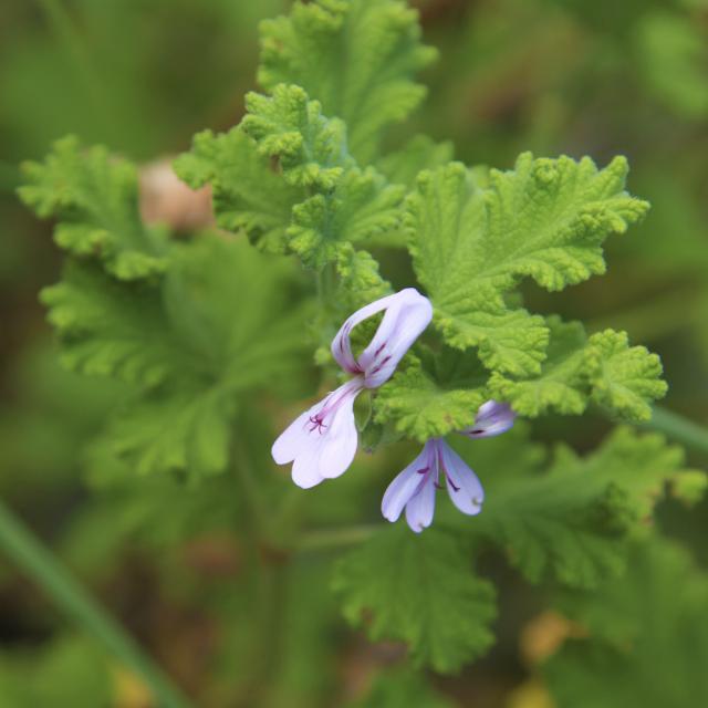 fleurs39geranium-creditirt-emmanuelvirin.jpg