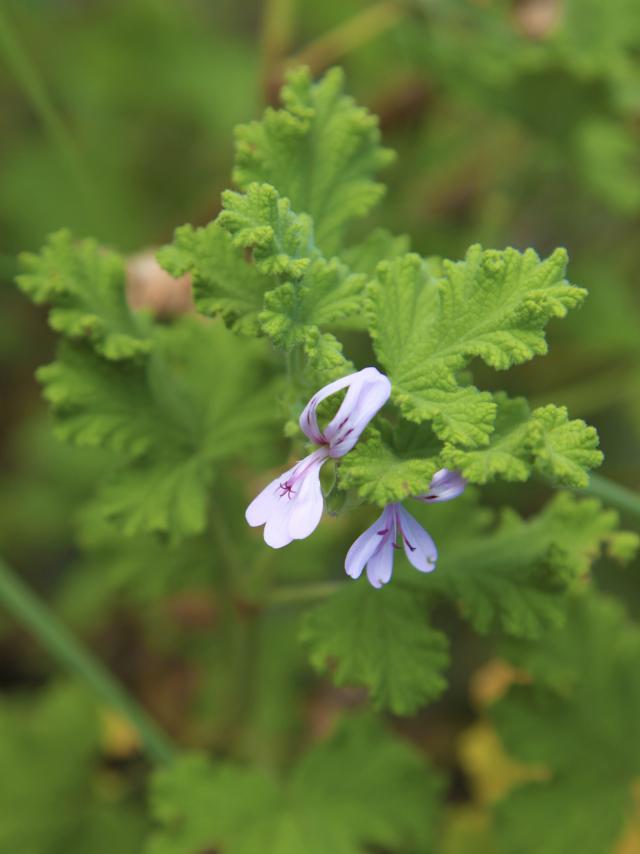 fleurs39geranium-creditirt-emmanuelvirin.jpg