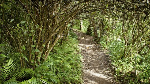 reunion-sentier-vegetation.jpg