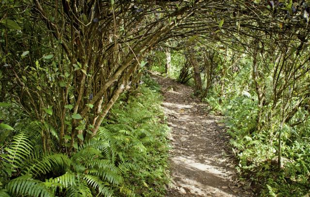 reunion-sentier-vegetation.jpg