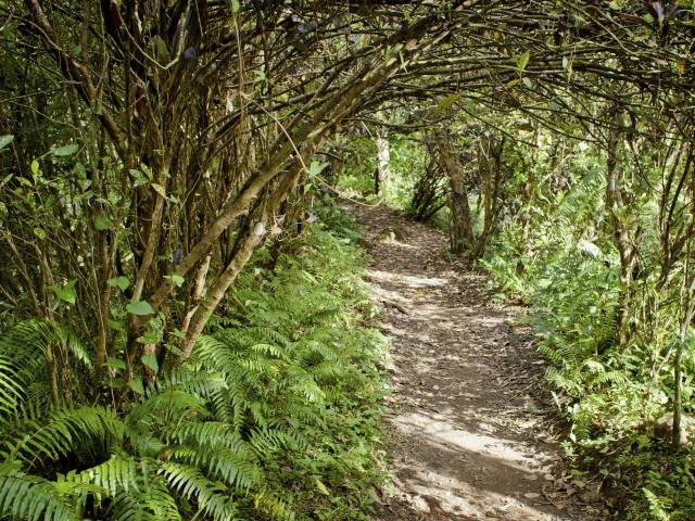 reunion-sentier-vegetation.jpg