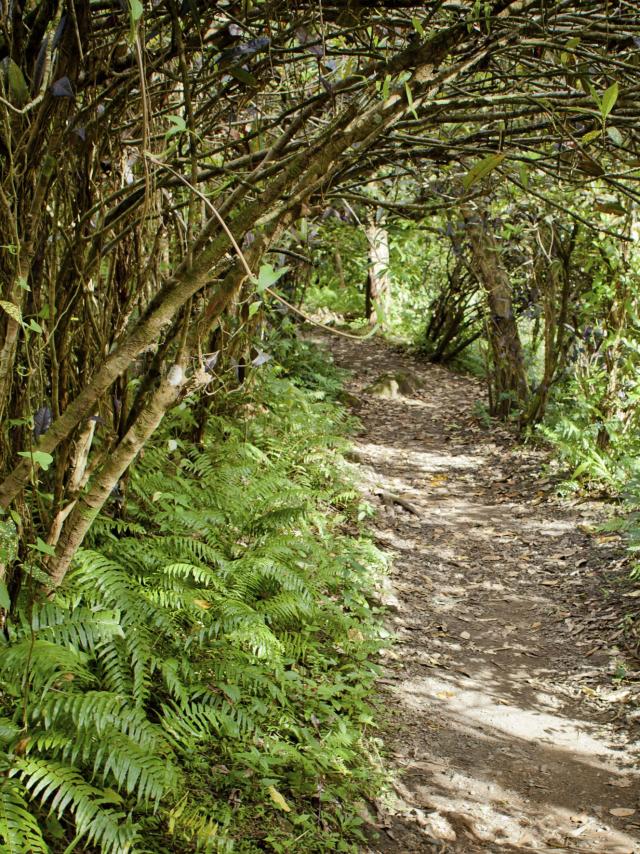 reunion-sentier-vegetation.jpg