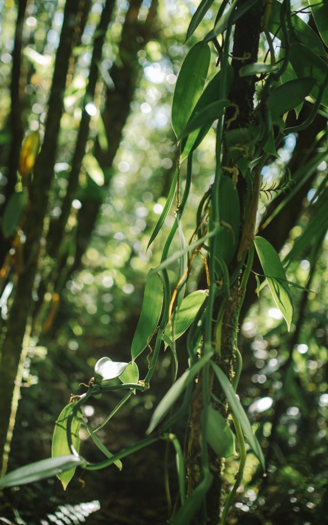 Vanille Bourbon, La Réunion