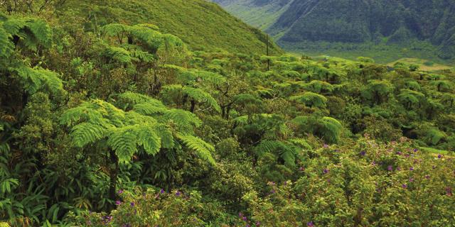 vegetation37forettropicale-creditirt-emmanuelvirin.jpg