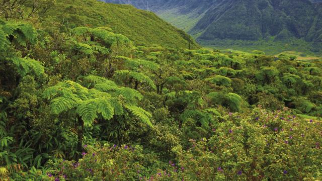 vegetation37forettropicale-creditirt-emmanuelvirin.jpg