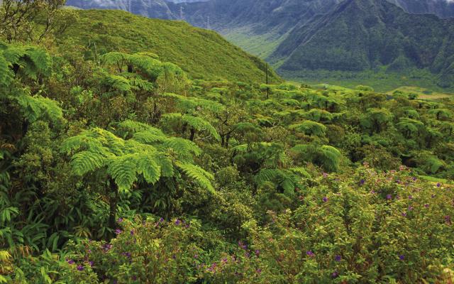 vegetation37forettropicale-creditirt-emmanuelvirin.jpg