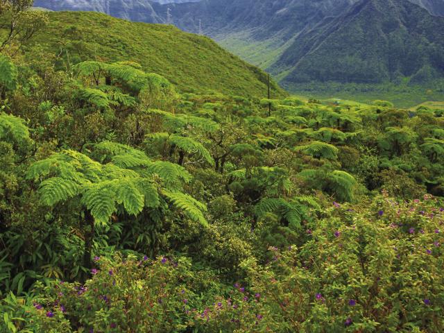 vegetation37forettropicale-creditirt-emmanuelvirin.jpg