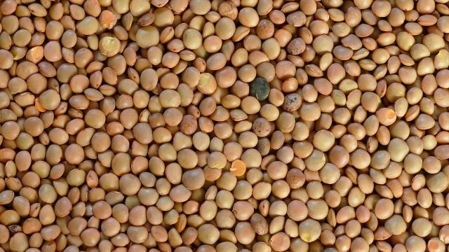 umbrian-mountain-lentils-5220018-1920.jpg