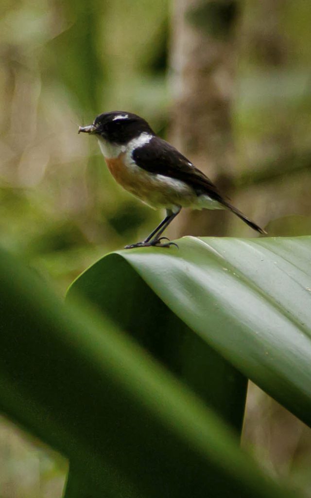 faune-terrestre24-oiseau-credit-irt-cedric-etienne-e1597928093423.jpg