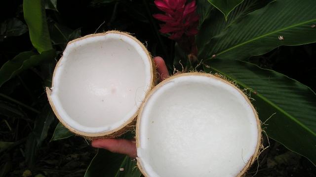 coconut-43-1280.jpg