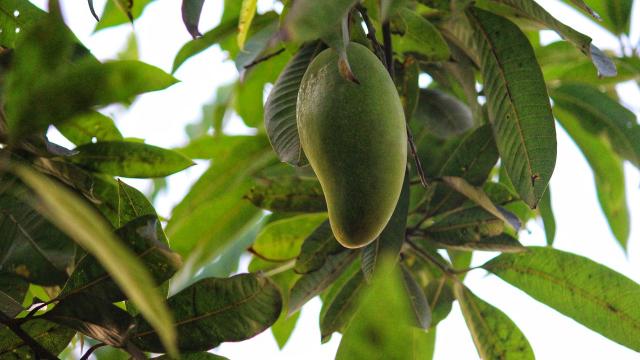 mangue-carotte-la-reunion.jpg