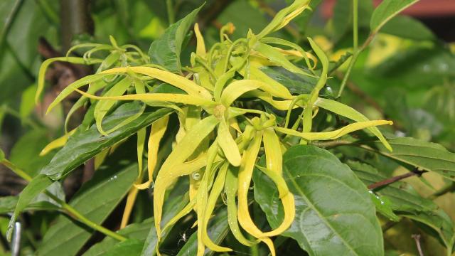 ylang-ylang-flower-1118057-1920.jpg