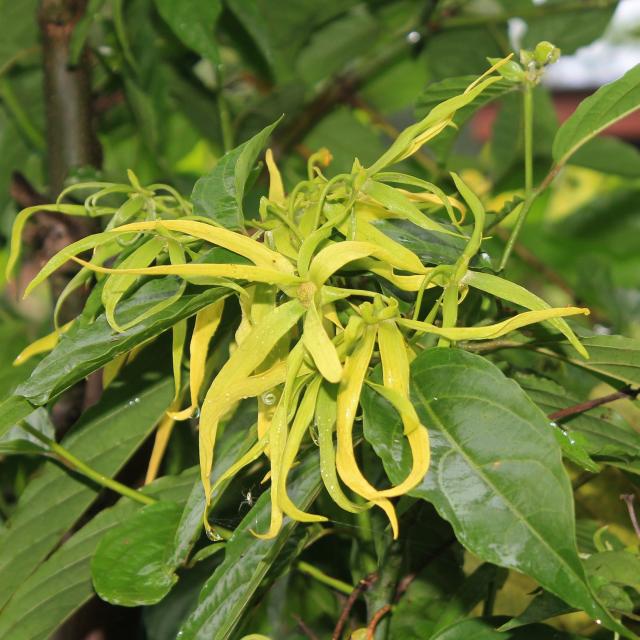 ylang-ylang-flower-1118057-1920.jpg