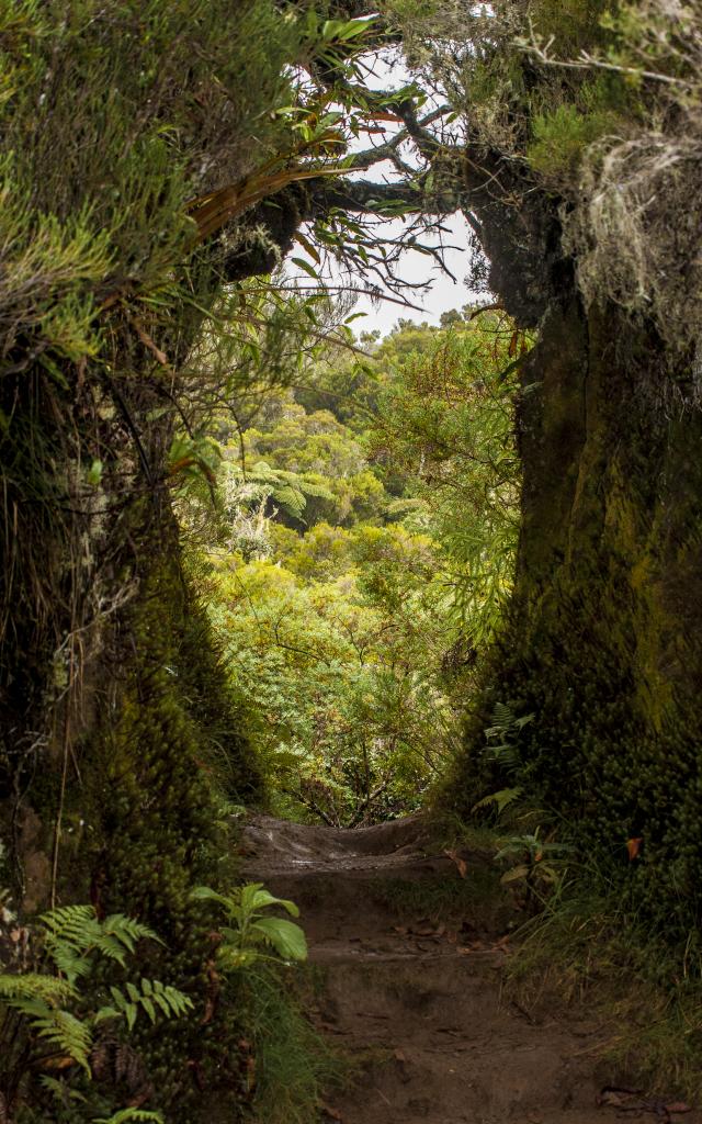 vegetation52-foret-de-la-roche-ecrite-credit-irt-yabalex-dts-07-2024.jpg