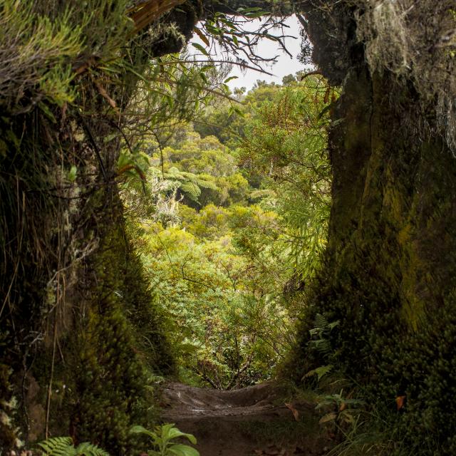 vegetation52-foret-de-la-roche-ecrite-credit-irt-yabalex-dts-07-2024.jpg