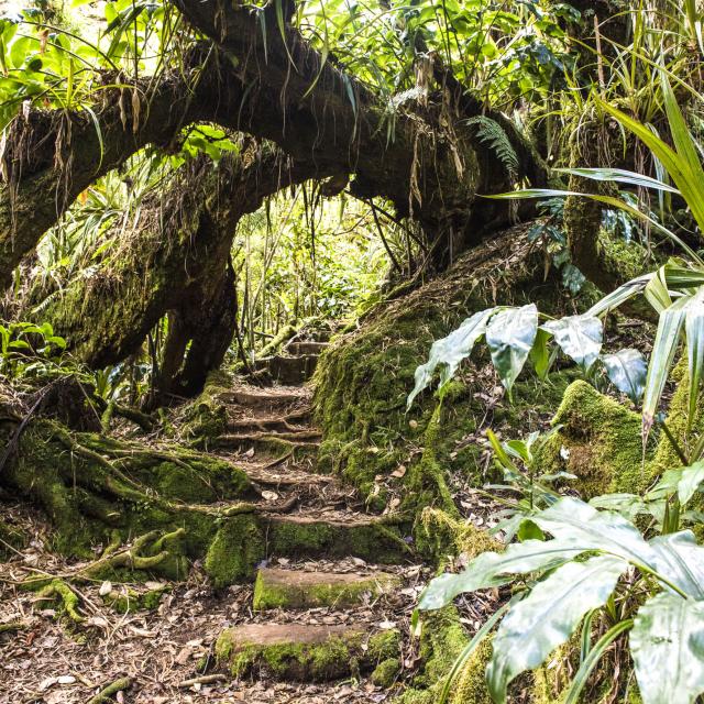 vegetation65-piton-fougeres-credit-irt-corine-tellier-dts-09-2022.jpg