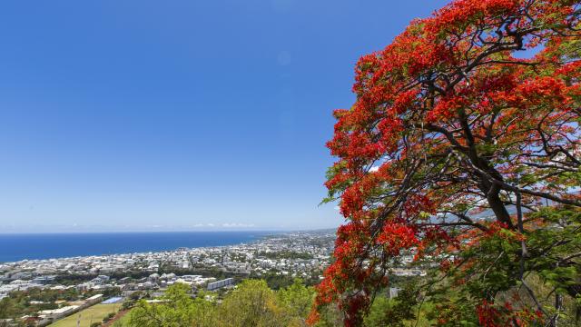 fleurs87-flamboyant-vue-saint-denis-credit-irt-lionel-ghighi-dts-09-2021.jpg