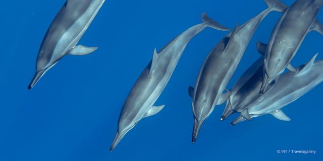 rencontre-avec-les-dauphins-irttravels-gallery-dt-2031-2.jpg