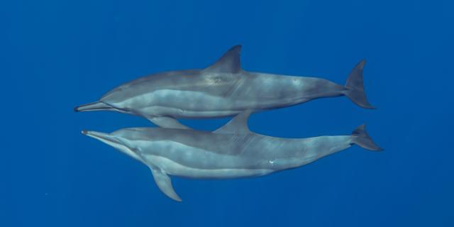 rencontre-avec-les-dauphins-irttravels-gallery-dt-2031-3.jpg