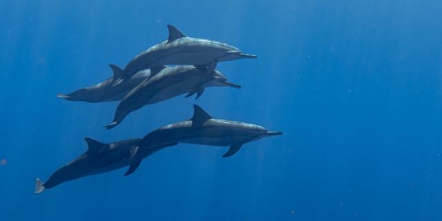 rencontre-avec-les-dauphins-irttravels-gallery-dt-2031-6.jpg