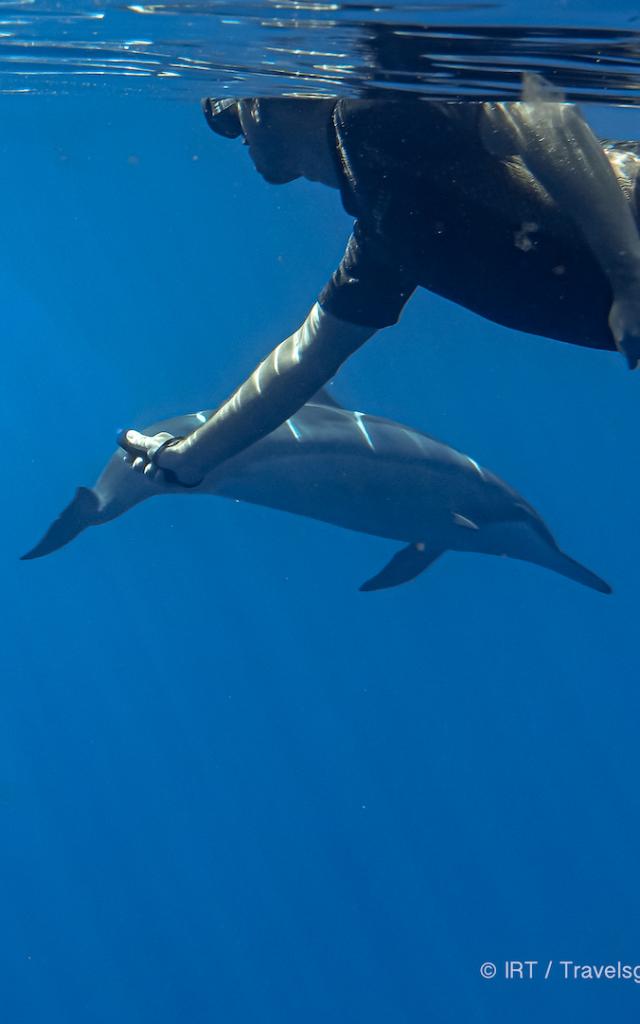 Rencontre Avec Les Dauphins Irt@travels Gallery Dt 2031 (8)