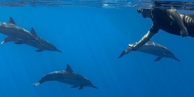 rencontre-avec-les-dauphins-irttravels-gallery-dt-2031-8-1.jpg