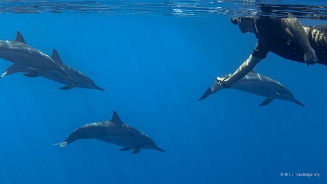 rencontre-avec-les-dauphins-irttravels-gallery-dt-2031-8-1.jpg