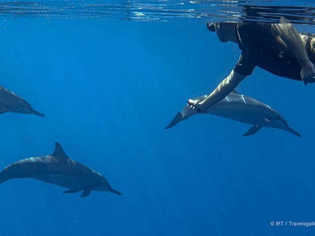 rencontre-avec-les-dauphins-irttravels-gallery-dt-2031-8-1.jpg