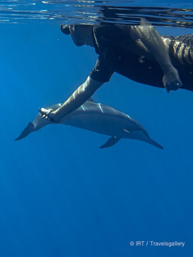 rencontre-avec-les-dauphins-irttravels-gallery-dt-2031-8-1.jpg