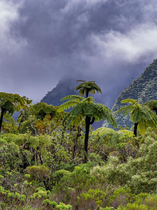 vegetation97_la-foret-bebour_CREDIT-IRT-Timaoul_dts_04_2025.jpg